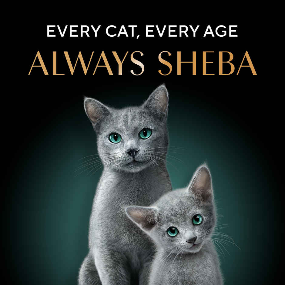 Sheba Kitten and Adult Salmon Flavour Dry Cat Food