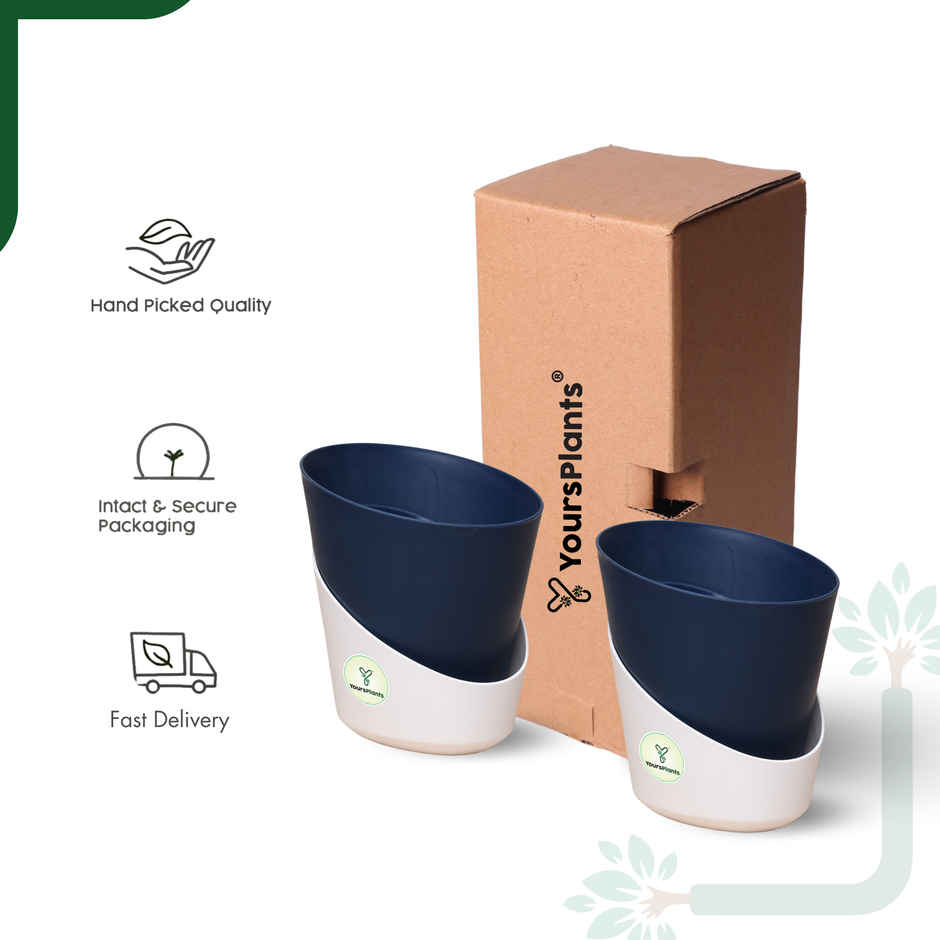 Yoursplants Atlantis - 4 Inch - Navy Blue Pot | Pack Of 2