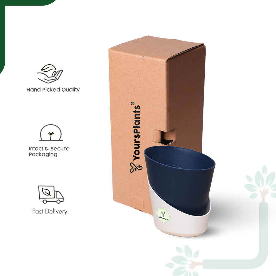 Yoursplants Atlantis - 4 Inch - Navy Blue Pot | Pack Of 1