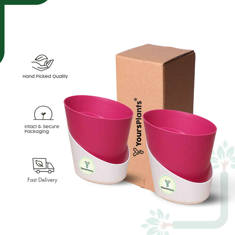 Yoursplants Atlantis - 4 Inch Pink Pot | Pack Of 2