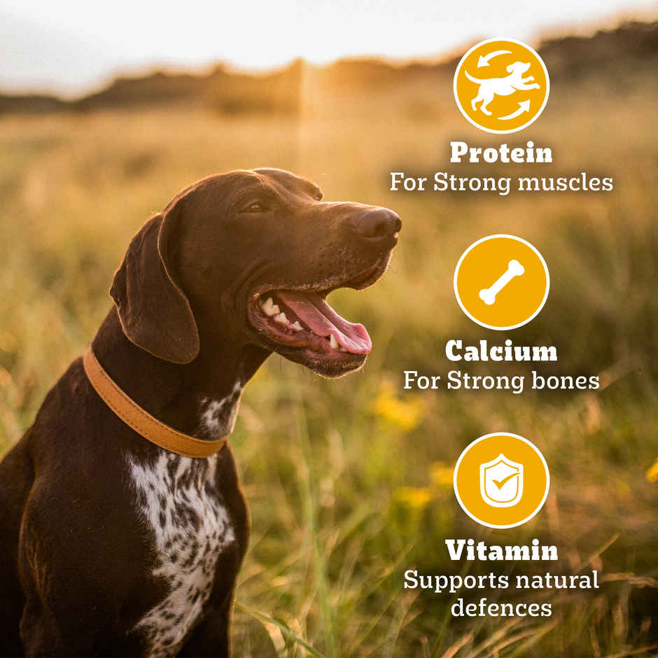 Pedigree Biscrok Milk & Chicken Flavour Dog Biscuits