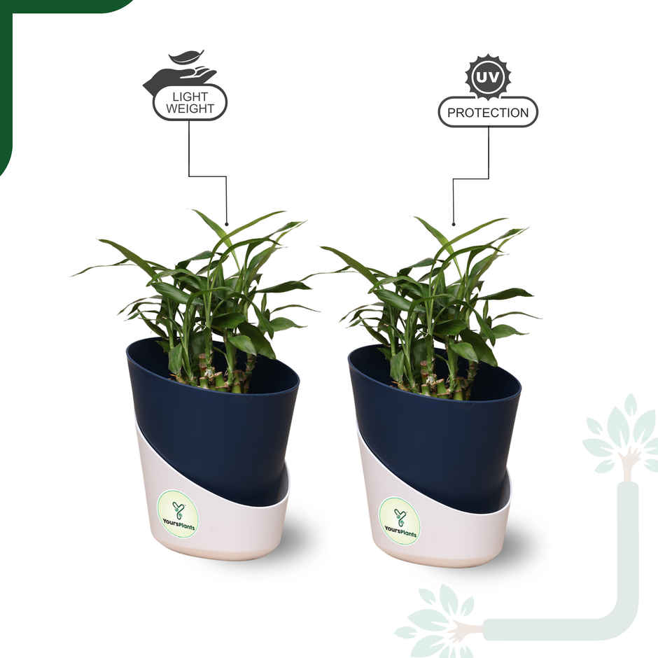 Yoursplants Atlantis - 4 Inch - Navy Blue Pot | Pack Of 2