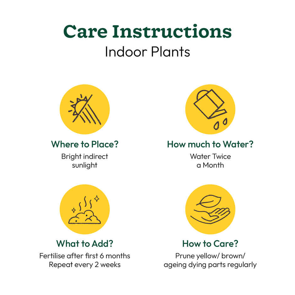 Ugaoo Two Layer Bamboo Plant(1pc) & Ugaoo Jade Plant With Self Watering Ivory Pot(1pc) Combo