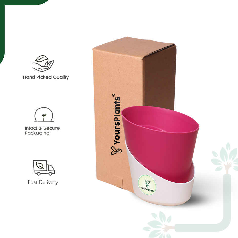 Yoursplants Atlantis - 4 Inch Pink Pot | Pack Of 1