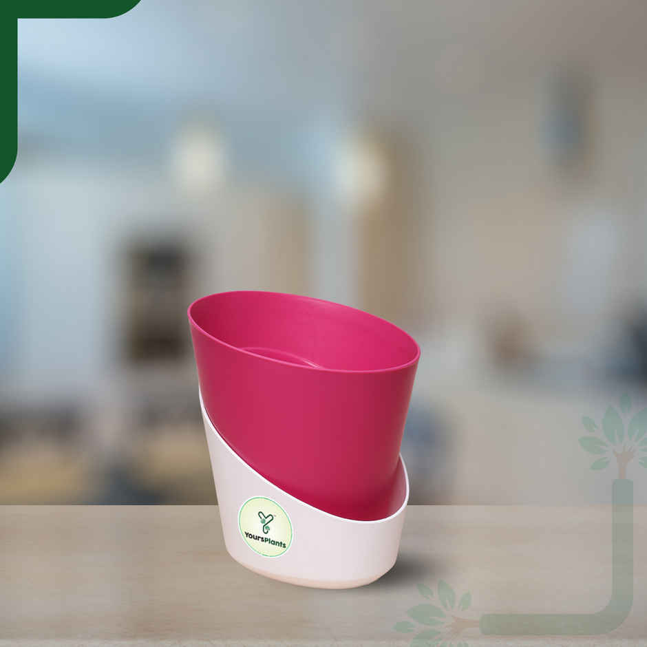 Yoursplants Atlantis - 4 Inch Pink Pot | Pack Of 1