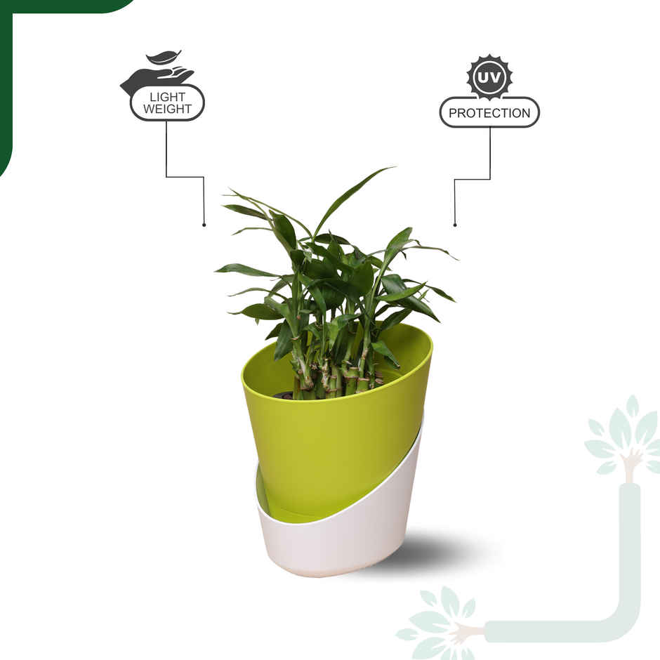 Yoursplants Atlantis - 4 Inch Yellow Pot | Pack Of 1