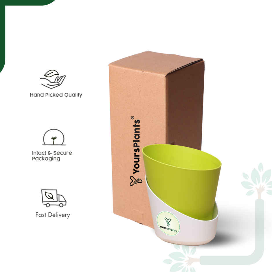 Yoursplants Atlantis - 4 Inch Yellow Pot | Pack Of 1