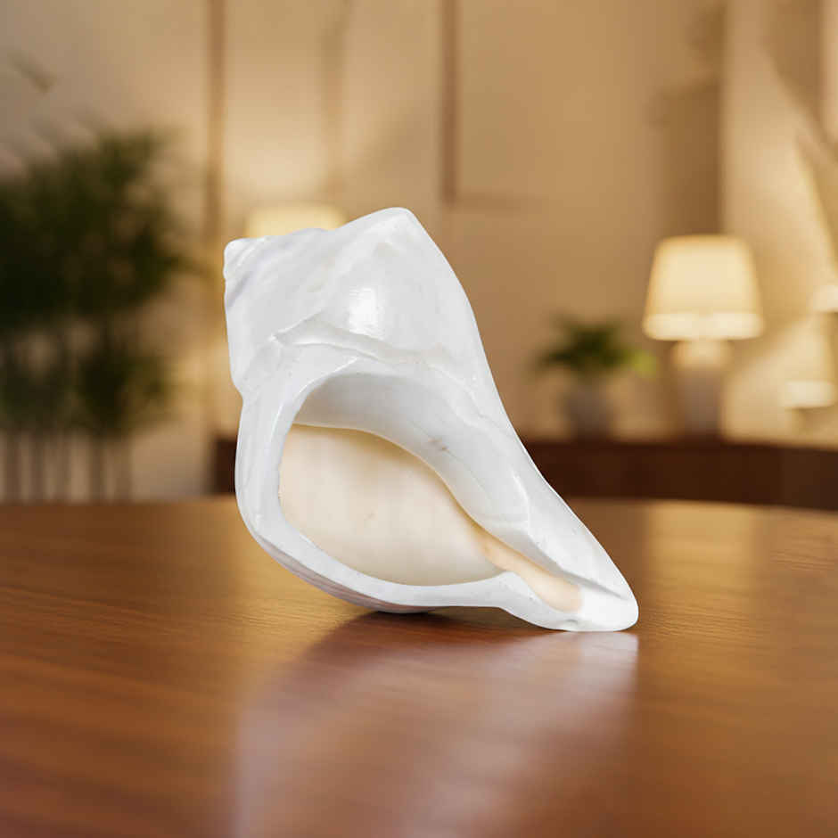 Natural Dakshinavarti Shank | Svasti