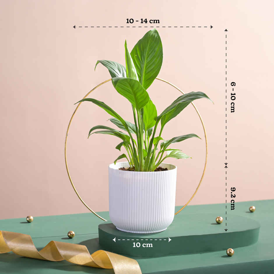 Ugaoo Air Purifying Peace Lily Plant Plant In Ibiza Pot | Gifting & Decor