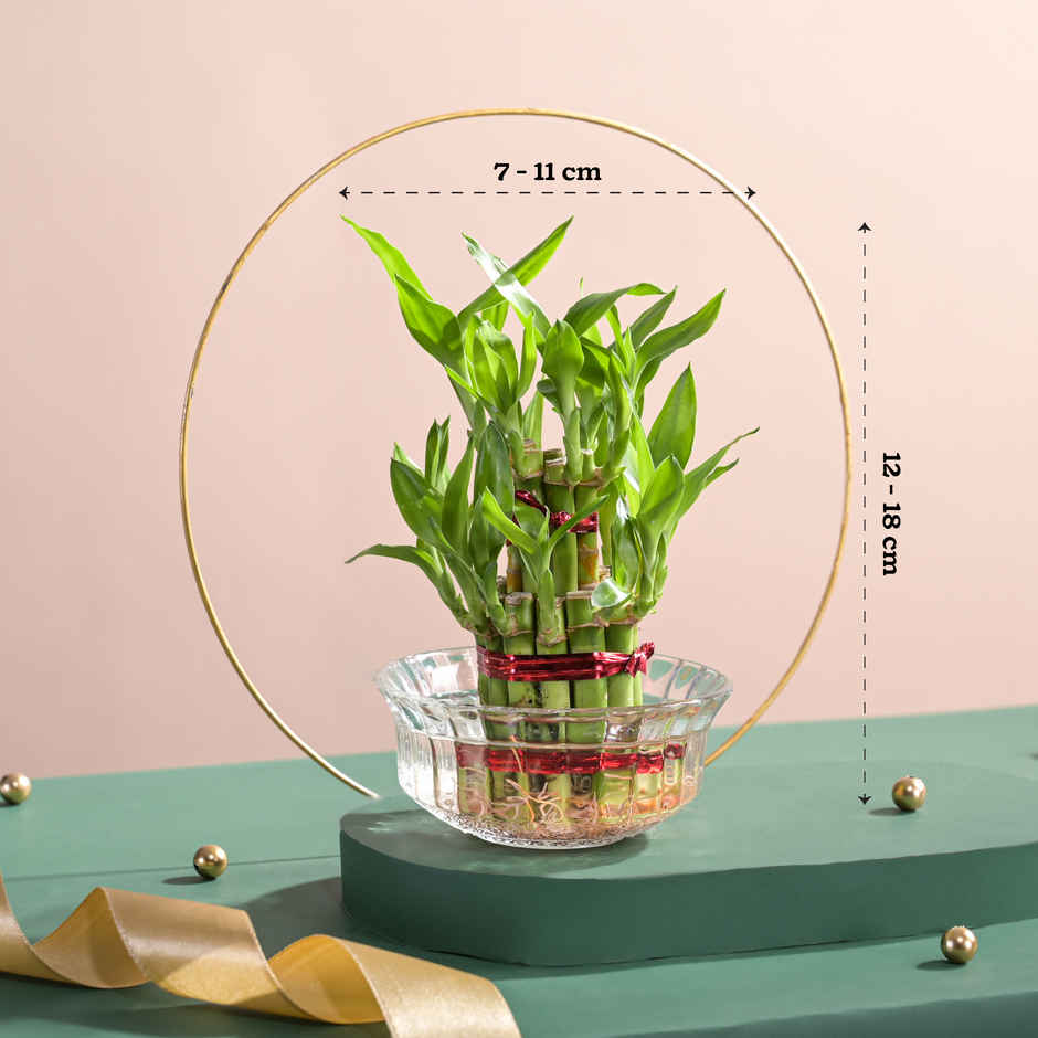 Ugaoo Two Layer Bamboo Plant(1pc) & Ugaoo Jade Plant With Self Watering Ivory Pot(1pc) Combo