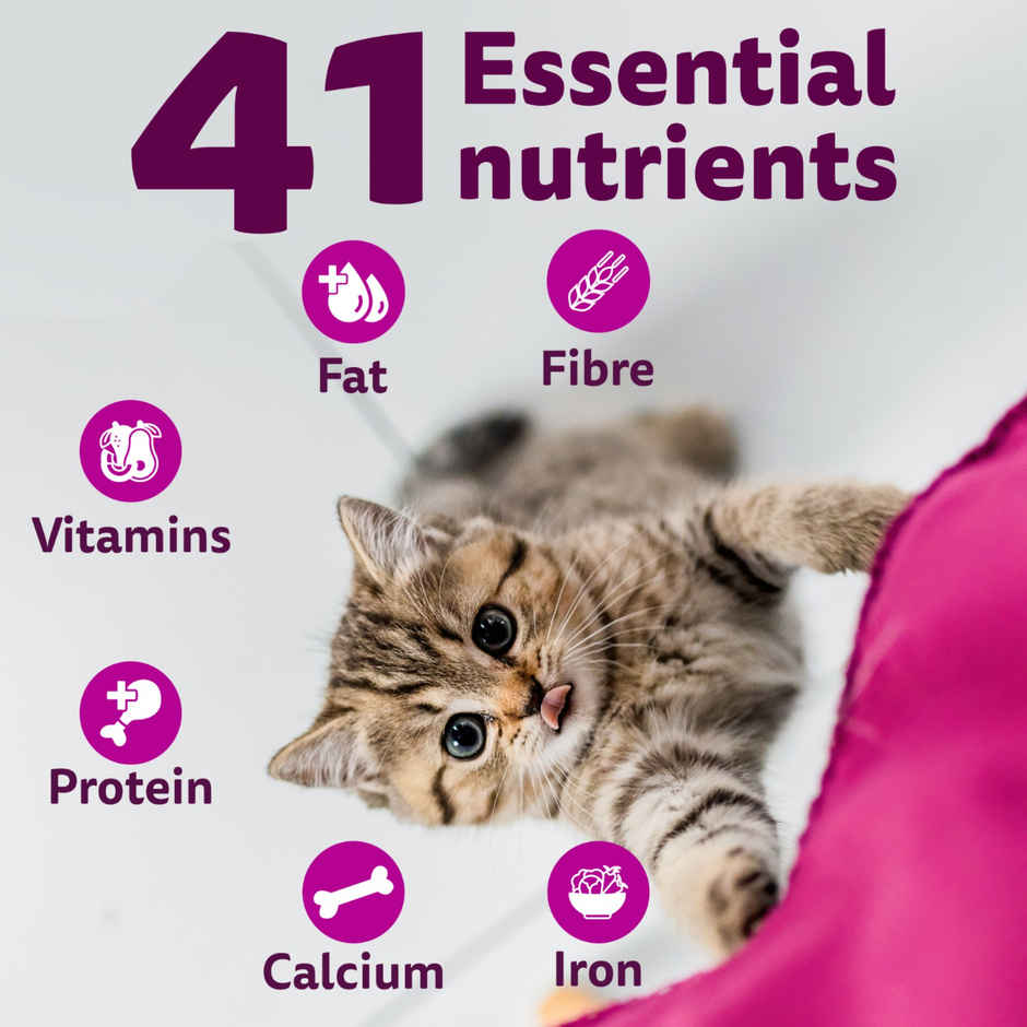 Whiskas Kitten Dry Cat Food | 2 to 12 Months | Ocean Fish