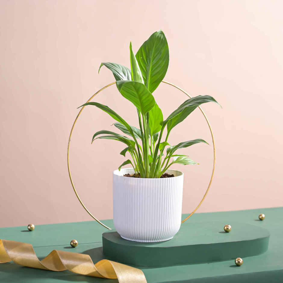 Ugaoo Air Purifying Peace Lily Plant Plant In Ibiza Pot | Gifting & Decor