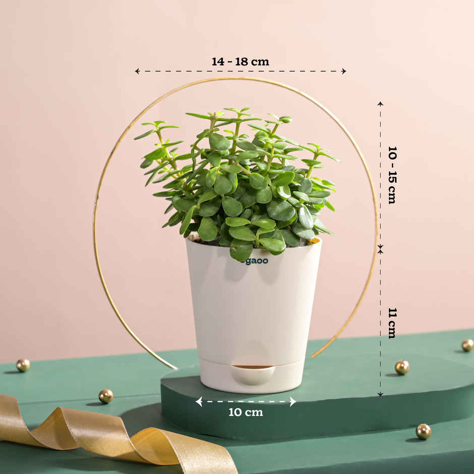 Ugaoo Two Layer Bamboo Plant(1pc) & Ugaoo Jade Plant With Self Watering Ivory Pot(1pc) Combo