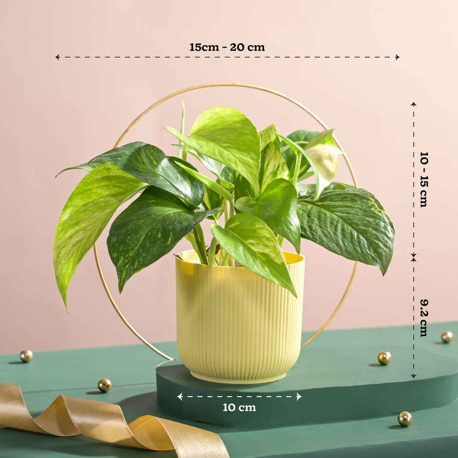 Ugaoo Good Luck Money Plant Variegated with Ibiza Pot | Gifting & Decor