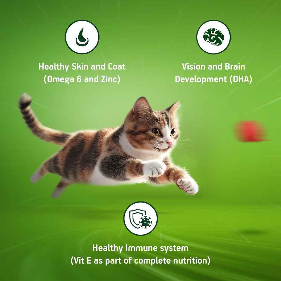 Kitekat Kitten Dry Cat Food | Ocean Fish Flavour | 2-12 Months