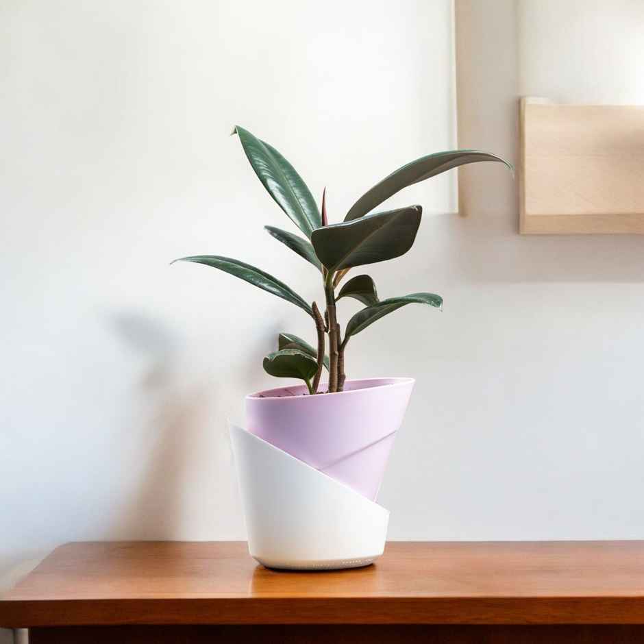 Bloom Rubber Plant