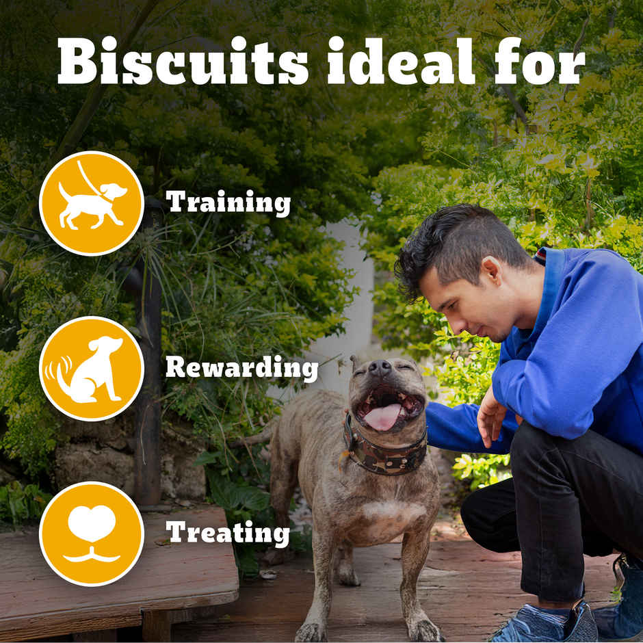 Pedigree Biscrok Dog Biscuits | Above 4 Months | Lamb Flavour | Jar