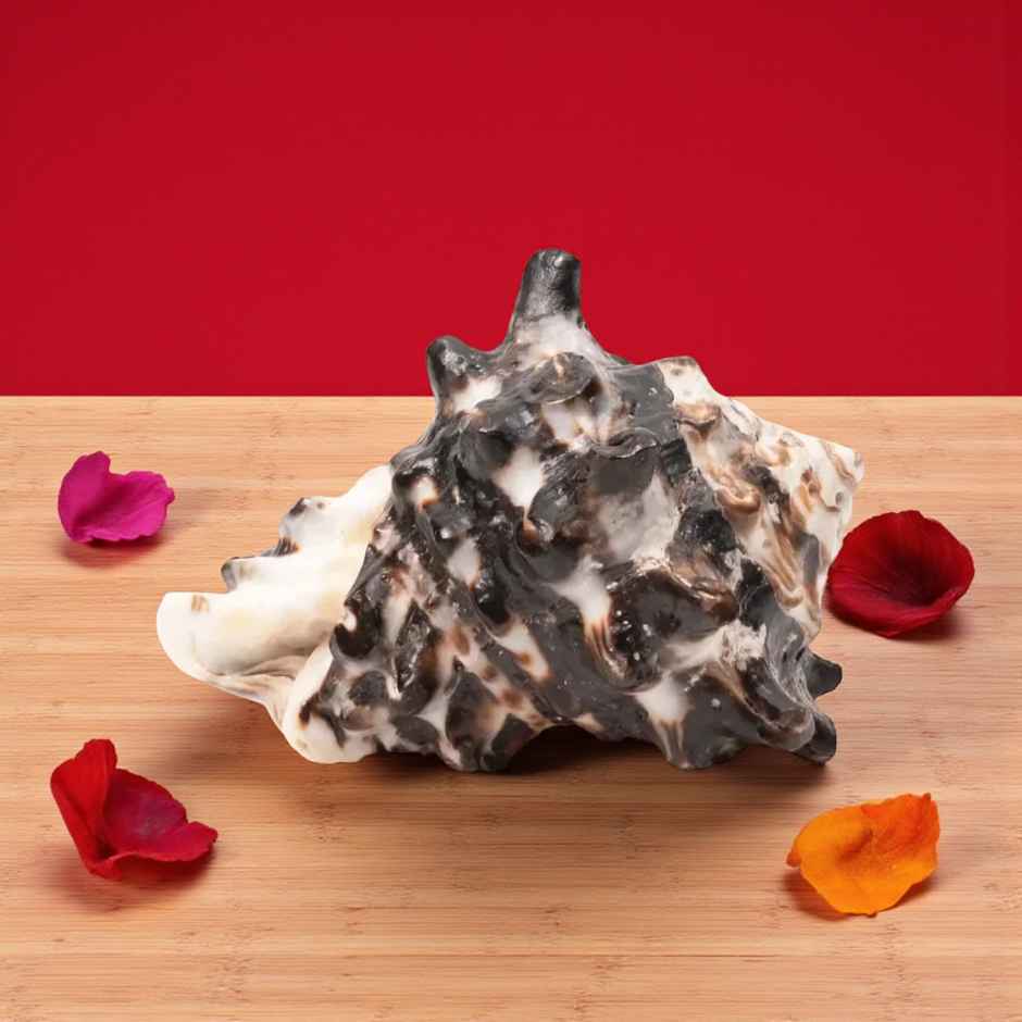 Rahu Shankh | Symbol of Planet Shani | Attracts Prosperity & Success | Pujashree