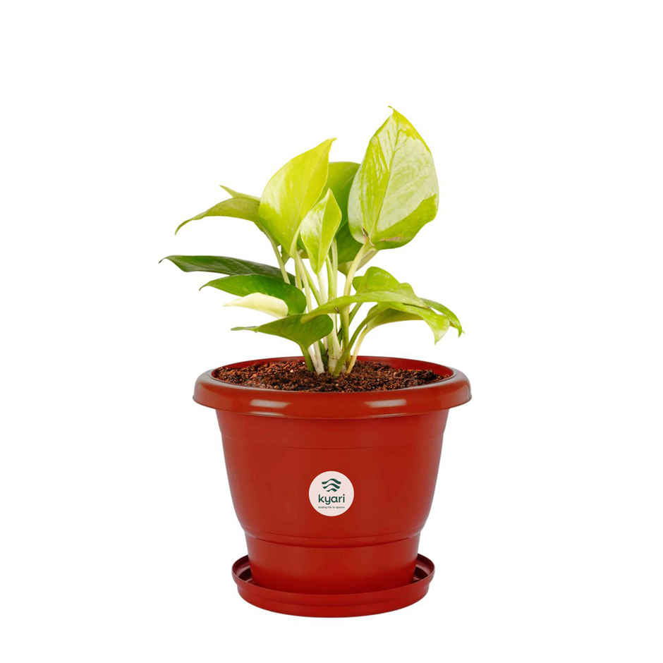 Kyari 8 Inch Terracota Pot with 7 Inch Bottom Plate | Pack of 1 | Garden Accessory