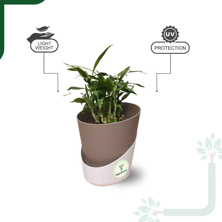 Yoursplants Atlantis - 4 Inch Mocca Pot | Pack Of 1