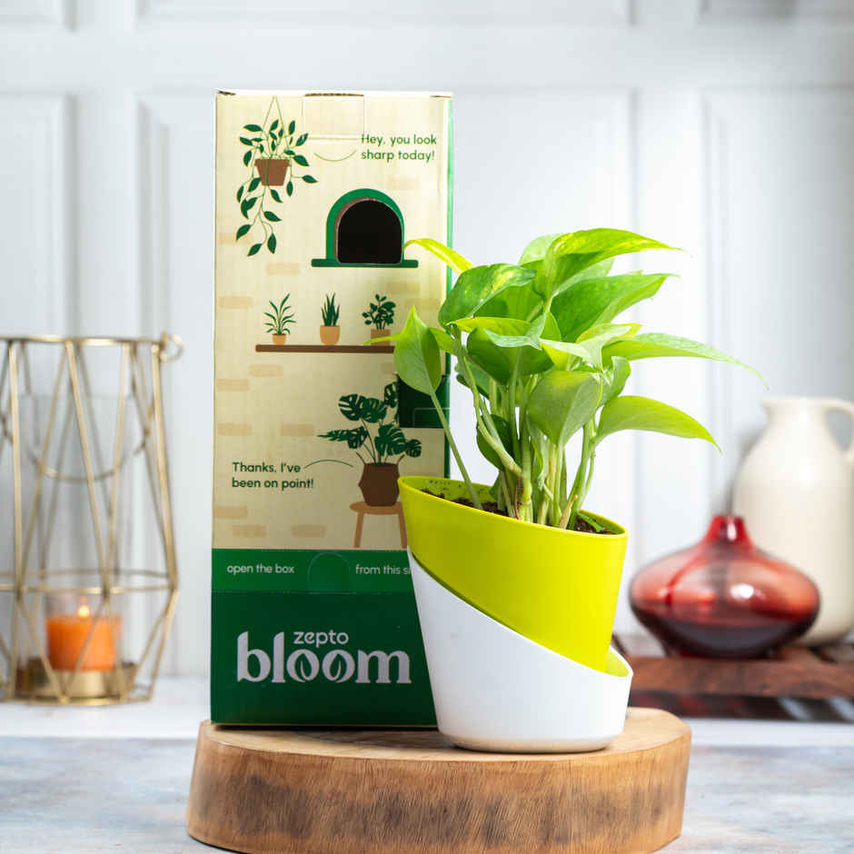 Bloom Good Luck Money Plant