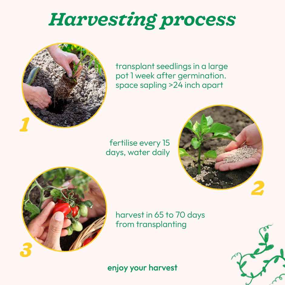 Ugaoo Cherry Tomato Seeds