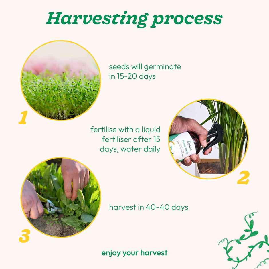 Ugaoo Spinach Seeds (Palak)