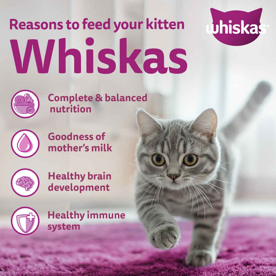 Whiskas Kitten Dry Cat Food | 2 to 12 Months | Ocean Fish