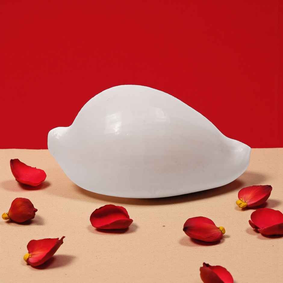 Budh Shankh | Attracts Prosperity & Success | No Carving | Pujashree