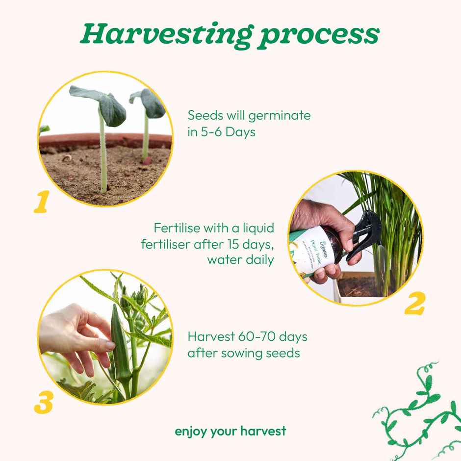 Ugaoo Okra Seeds (Lady Finger)