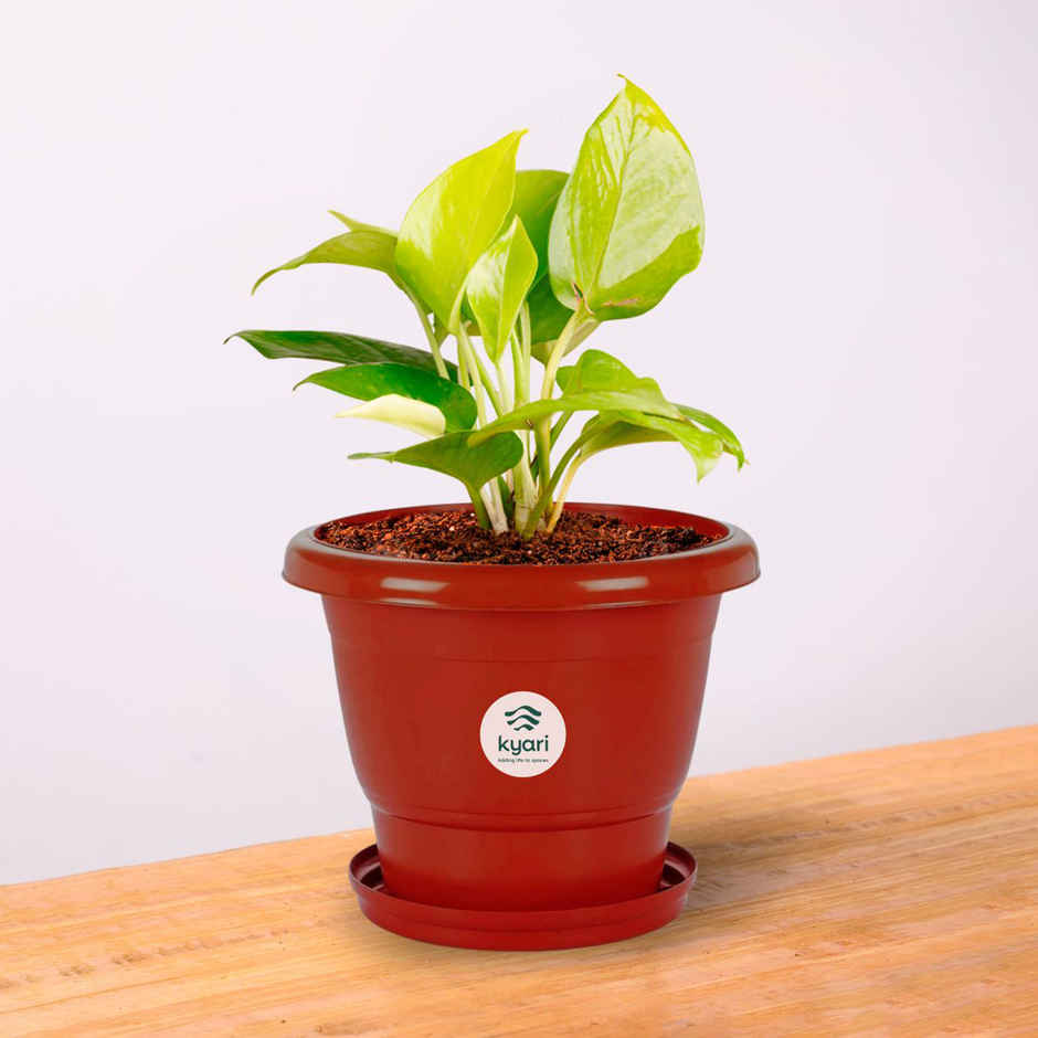 Kyari 8 Inch Terracota Pot with 7 Inch Bottom Plates | Pack of 5 | Garden Accessory