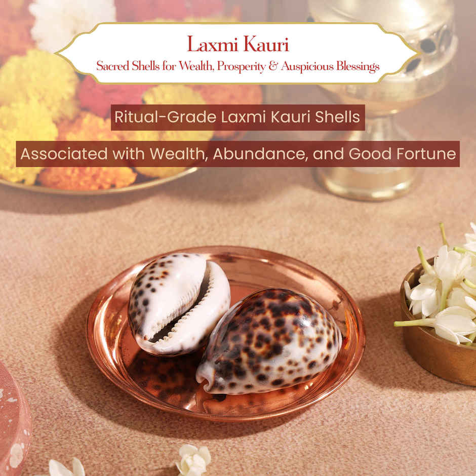 Lakshmi Kauri (Cowrie Shell) | Symbol of Maa Lakshmi | Pujashree