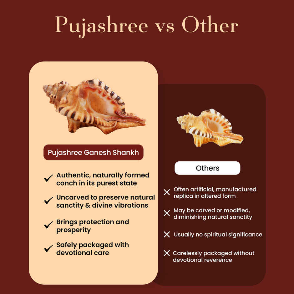 Ganesh Shankh | Blessings of Deity Ganpati | Naturally Formed | Pujashree