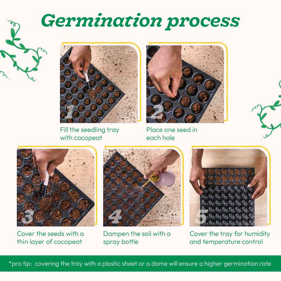 Ugaoo Okra Seeds (Lady Finger)