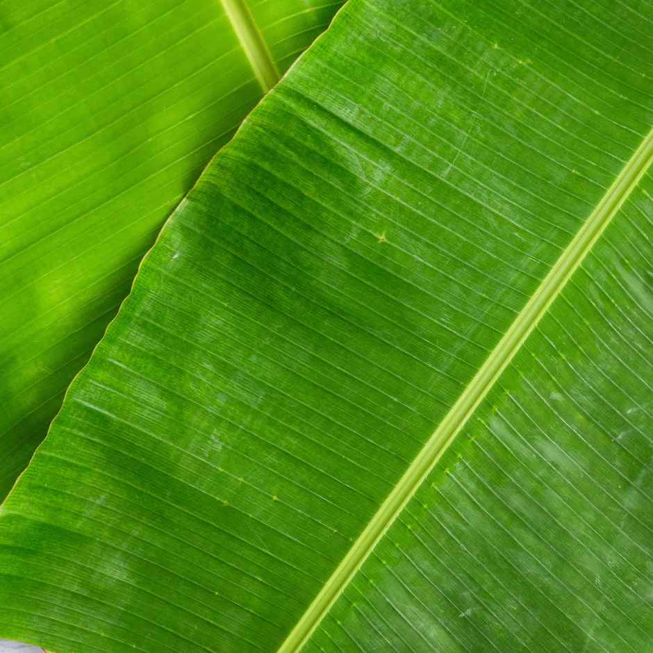 Banana Leaves