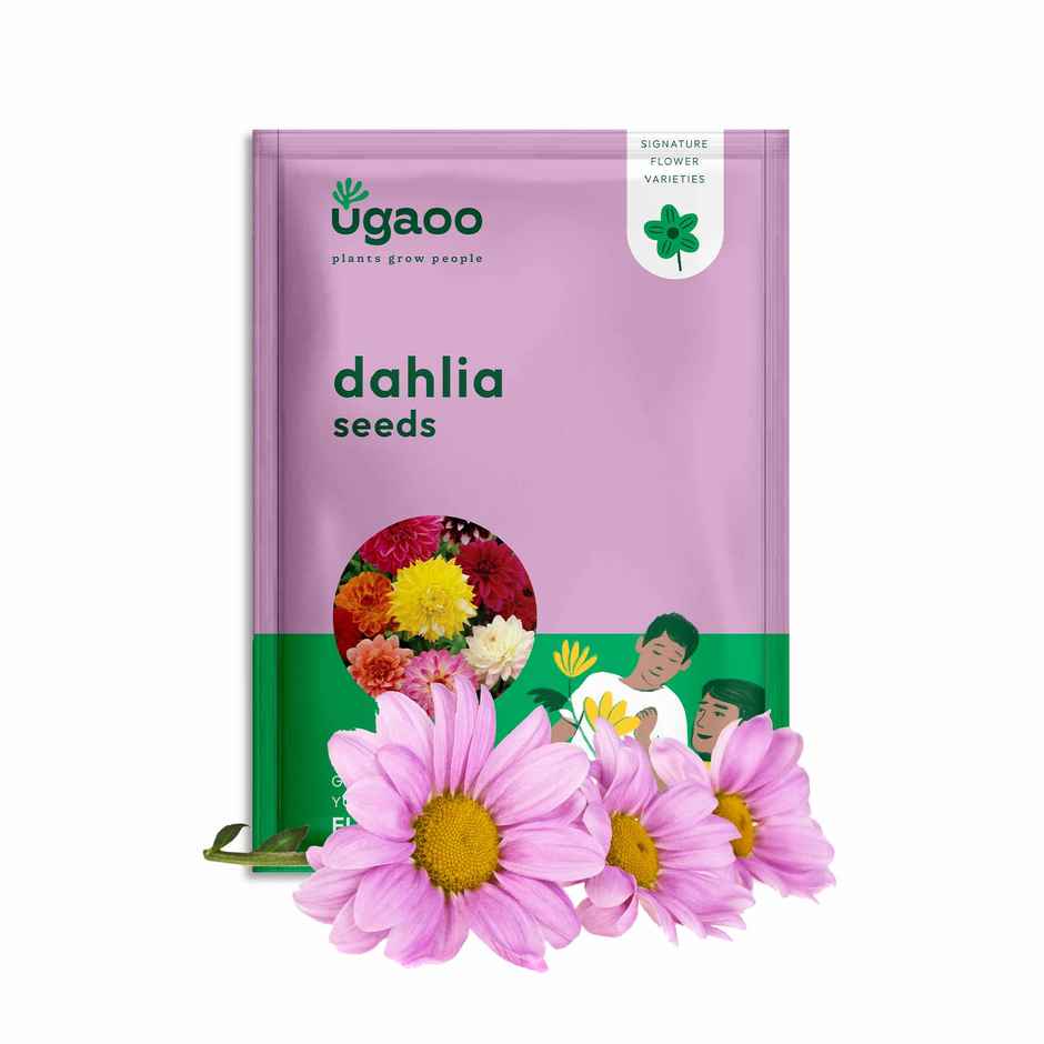 Ugaoo Dahlia