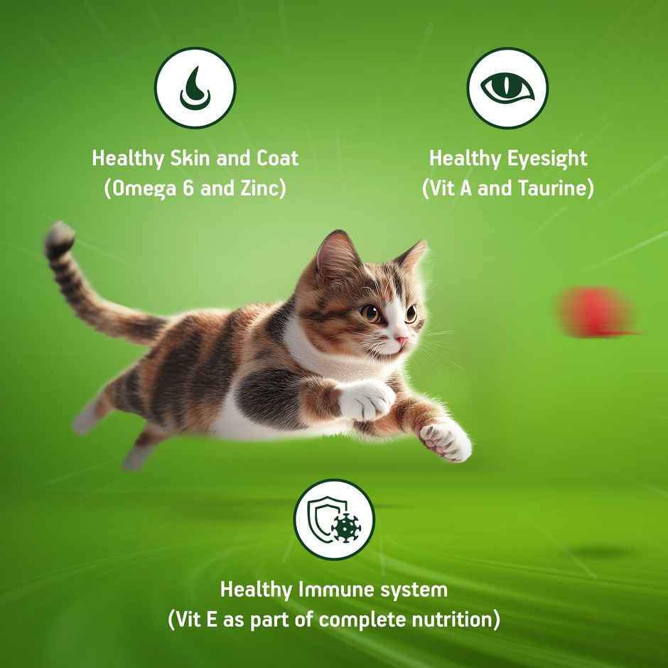 Kitekat Adult Dry Cat Food | Ocean Fish Flavour | 1+ Years