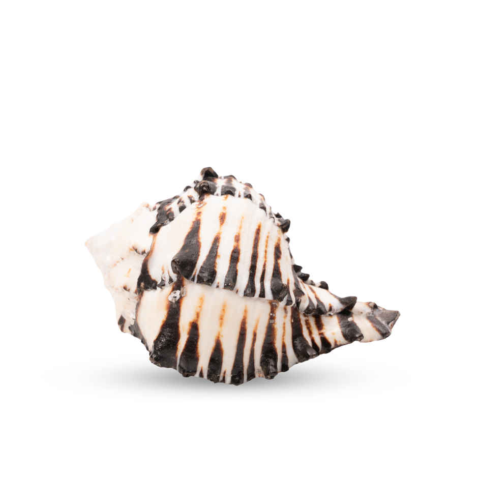 Shani Shankh | Attracts Wisdom & Self-Realization | Heals Doshas | Pujashree