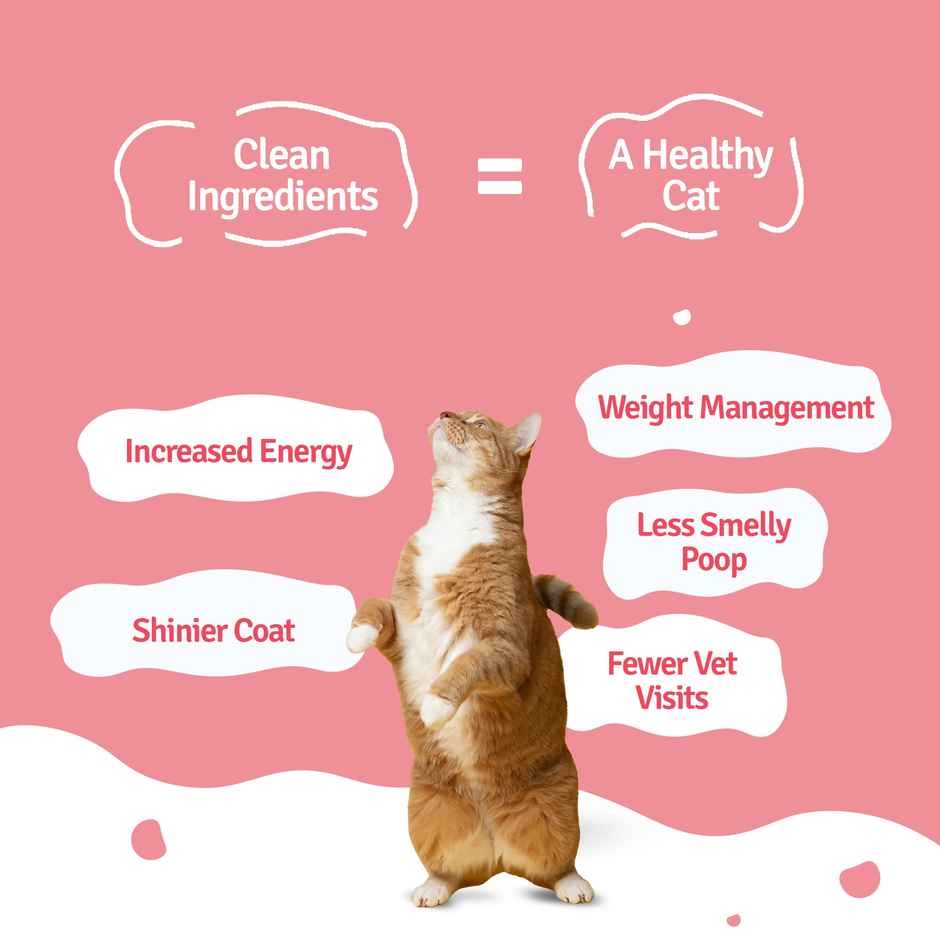 BLEP 100% Natural Cat Food | 3 Recipes Tuna, Mackerel and Sardine | 3 Packs | Zero Preservatives