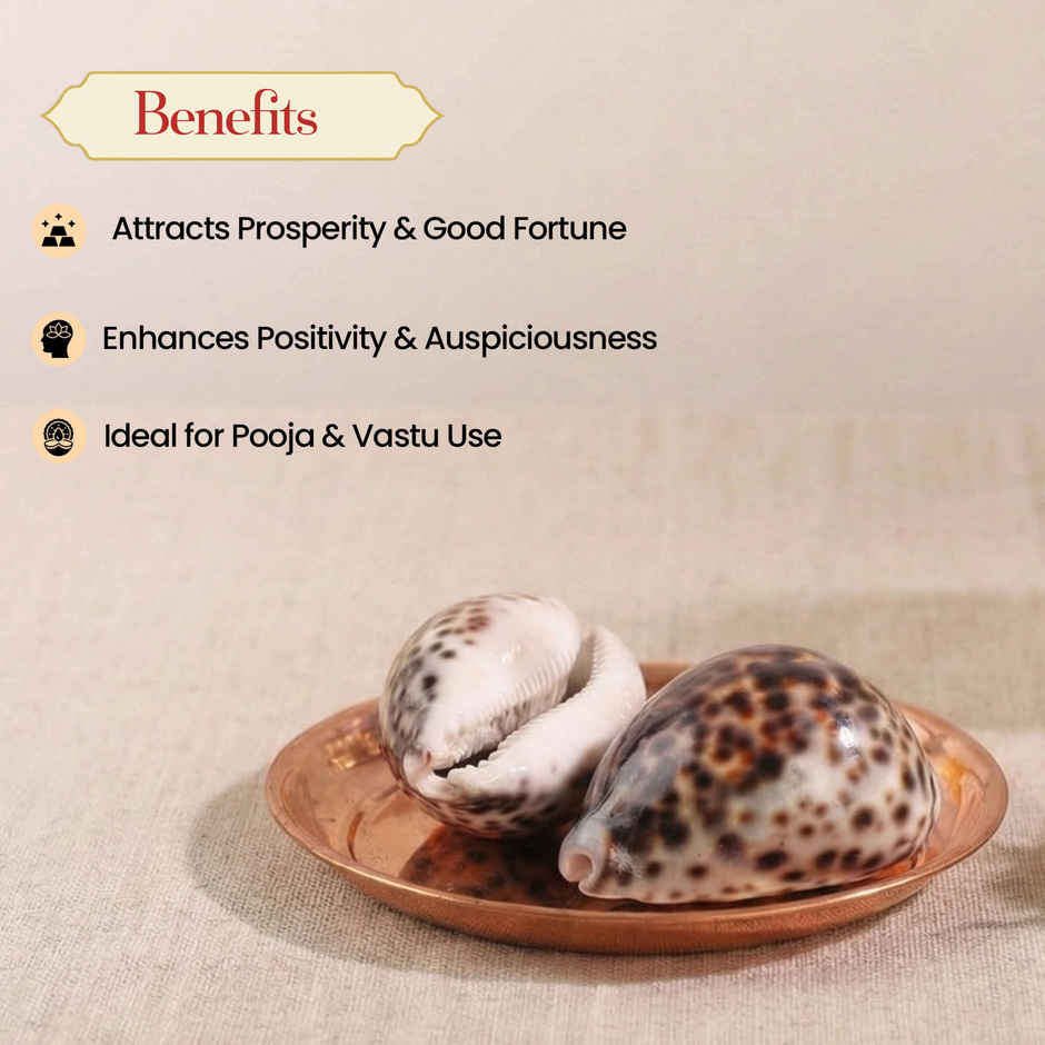 Lakshmi Kauri (Cowrie Shell) | Symbol of Maa Lakshmi | Pujashree