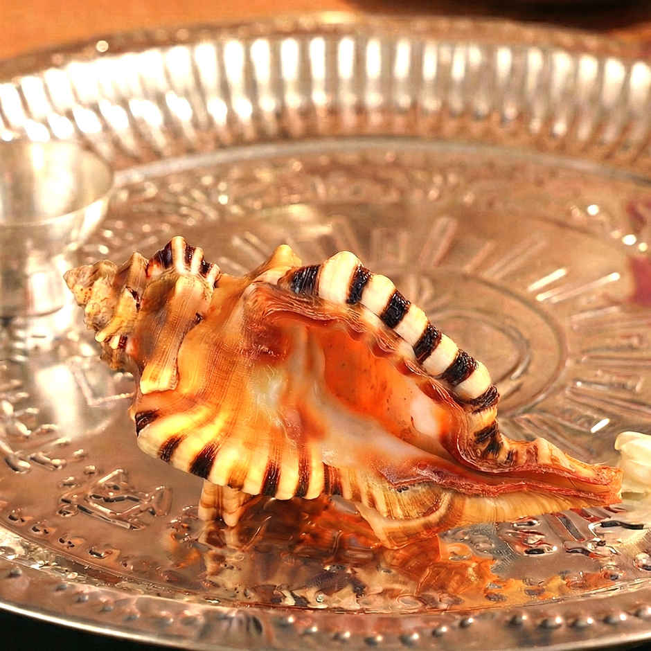 Ganesh Shankh | Blessings of Deity Ganpati | Naturally Formed | Pujashree
