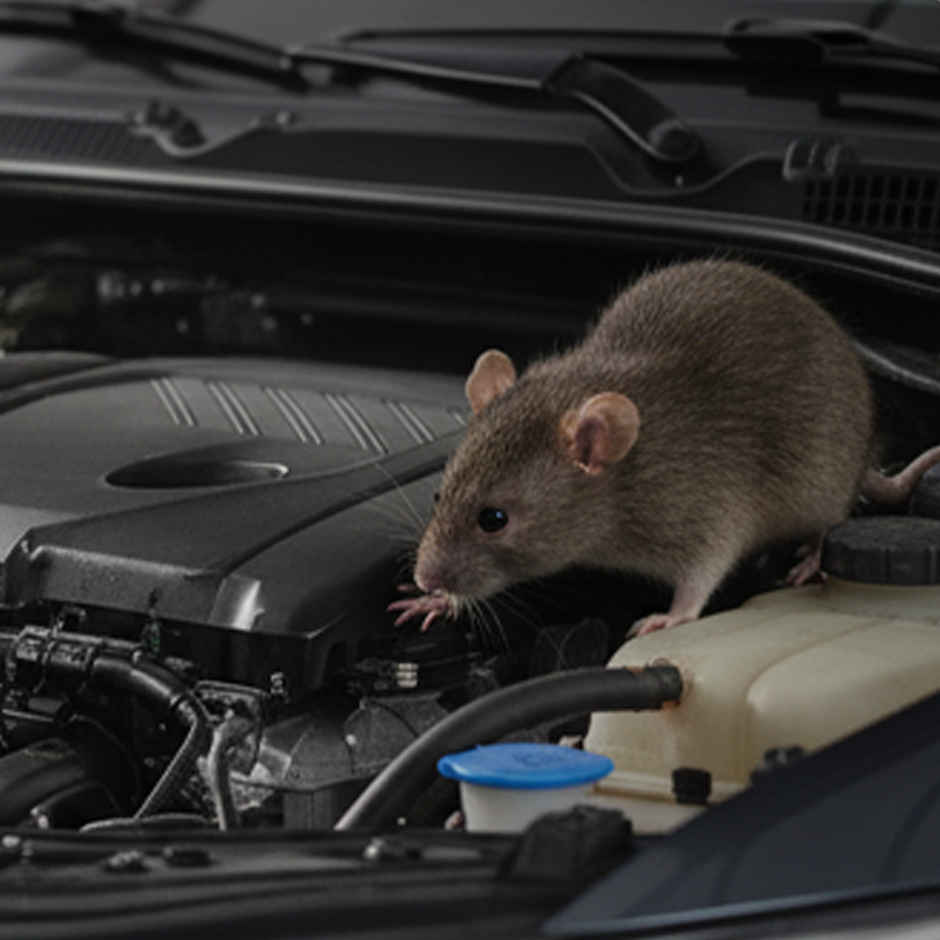 Nippon Paint n-Shield Rat Repellent Coating Spray | Protects Car Engine Wires from Rodents