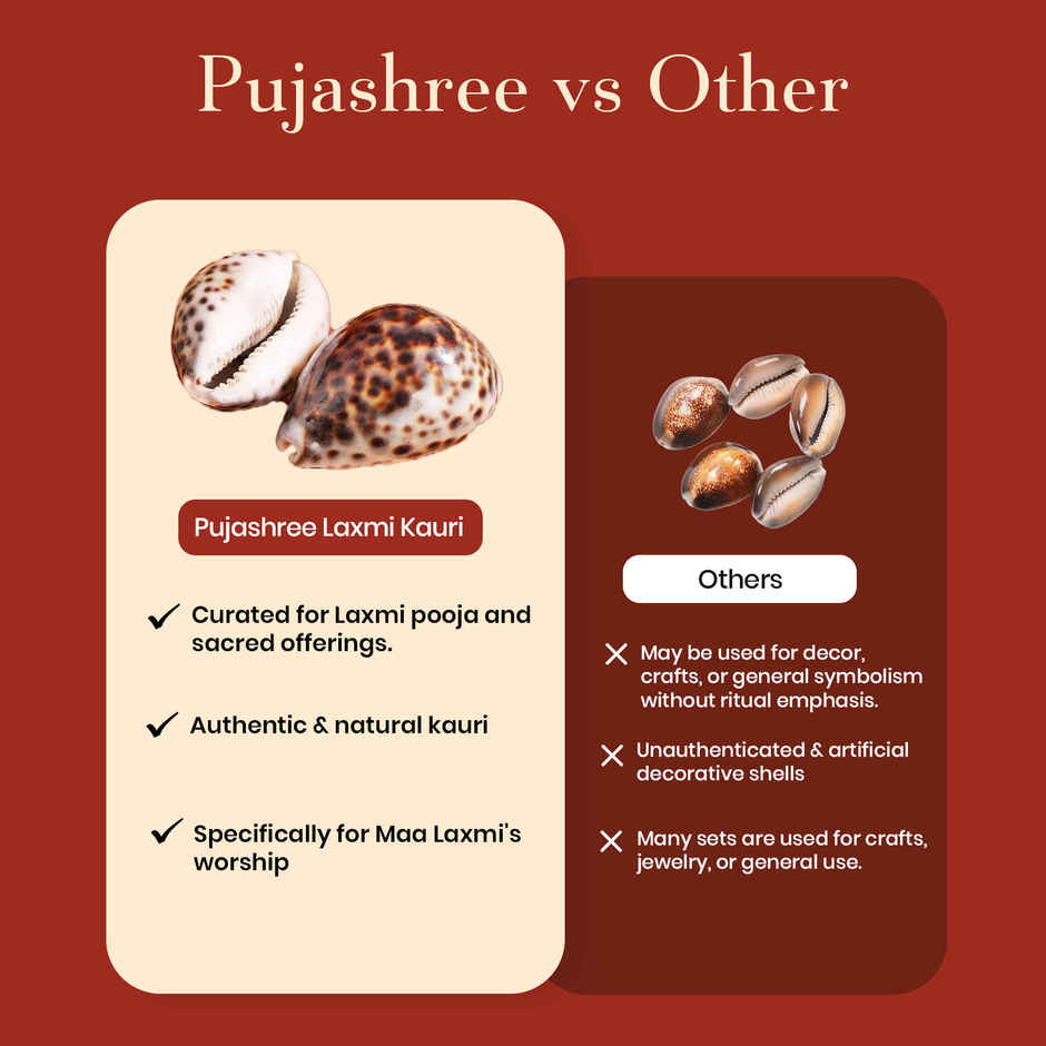 Lakshmi Kauri (Cowrie Shell) | Symbol of Maa Lakshmi | Pujashree