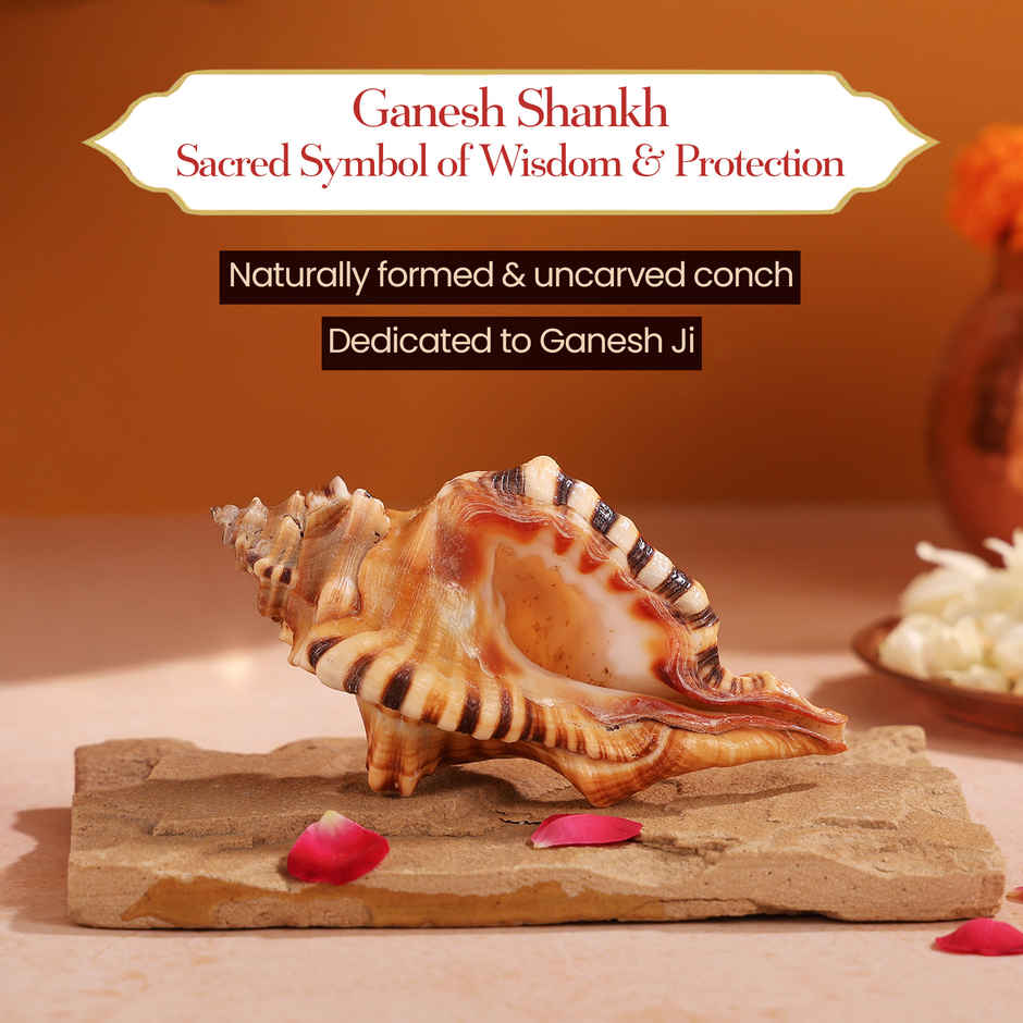 Ganesh Shankh | Blessings of Deity Ganpati | Naturally Formed | Pujashree