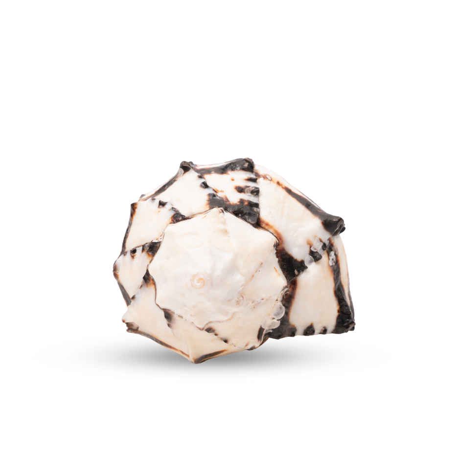 Shani Shankh | Attracts Wisdom & Self-Realization | Heals Doshas | Pujashree