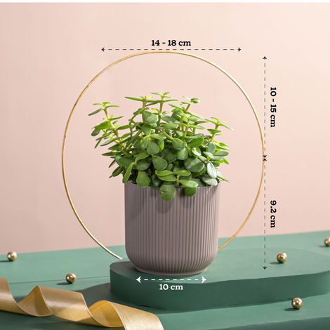 Ugaoo Jade Feng-Shui Plant with Ibiza Pot