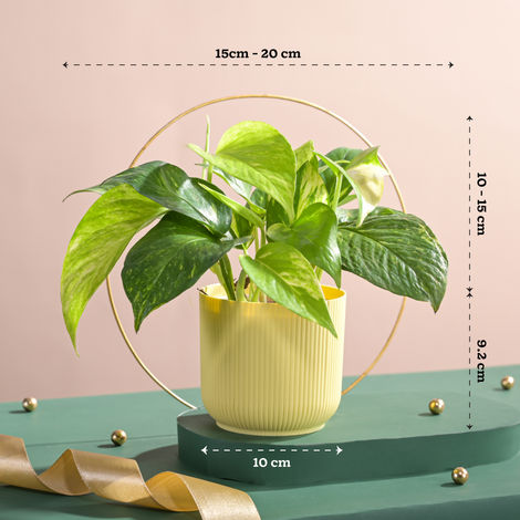 Ugaoo Good Luck Money Plant Variegated with Ibiza Pot