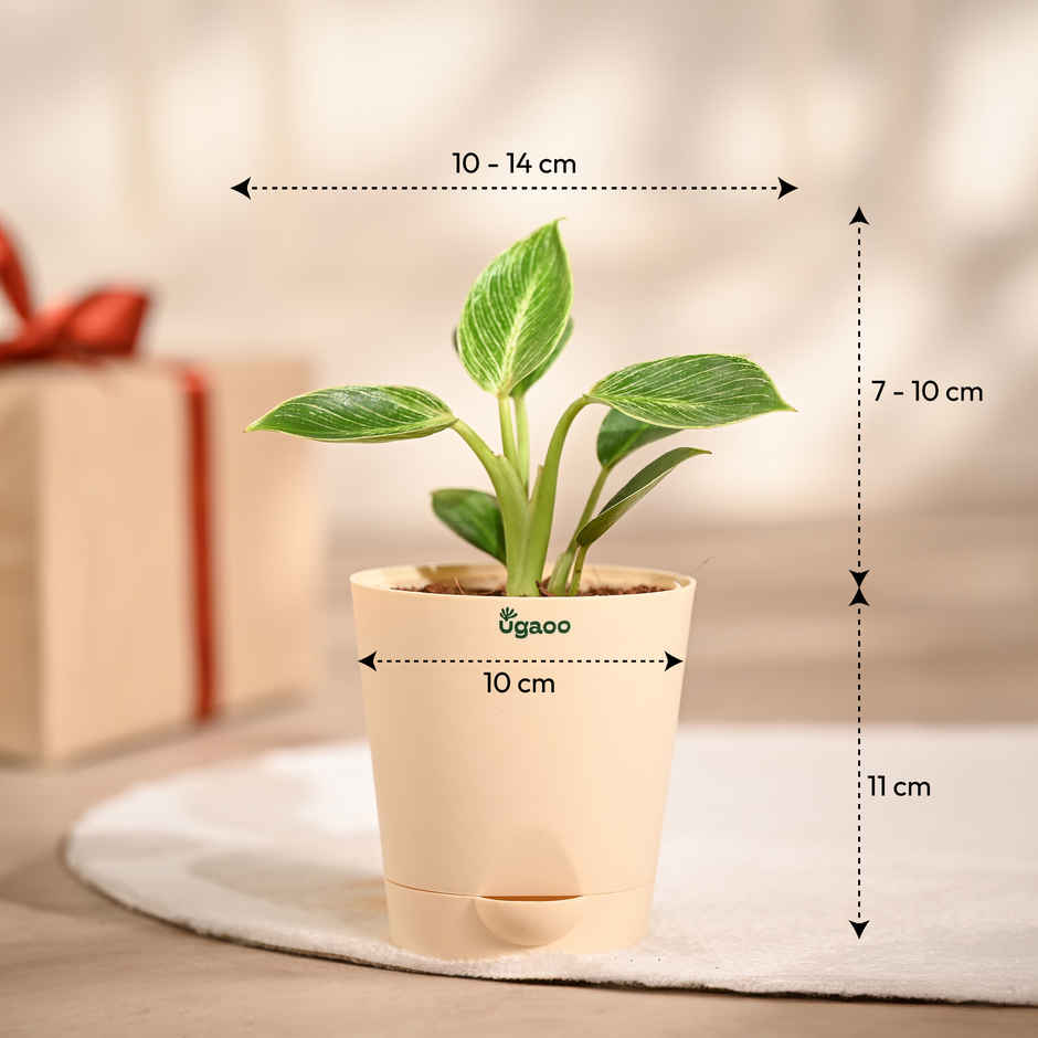 Ugaoo Philodendron Birkin with Ivory Self Watering Pot