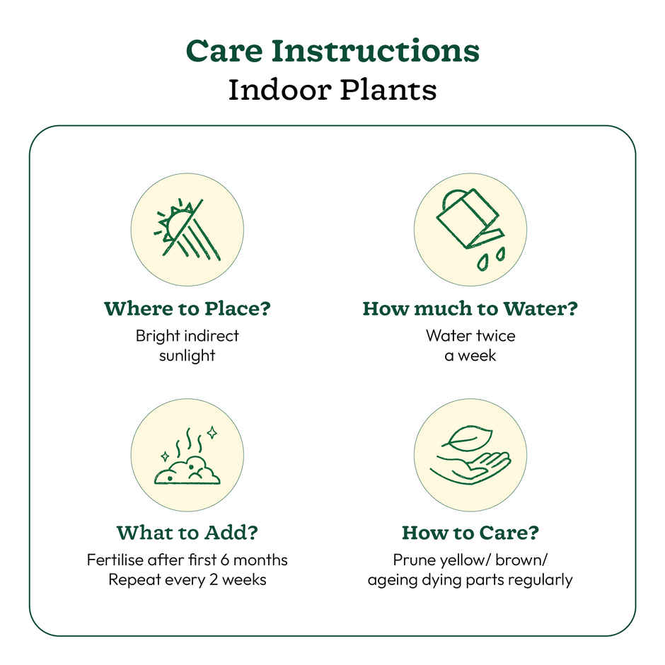 Ugaoo Money Plant Variegated With Self Watering Yellow Pot(1pc) & Ugaoo Two Layer Bamboo Plant(1pc) Combo