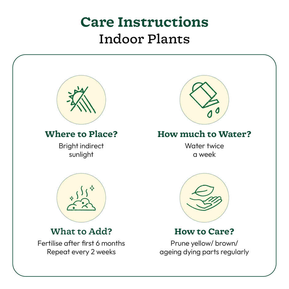 Ugaoo Good Luck Money Plant Variegated with Ibiza Pot